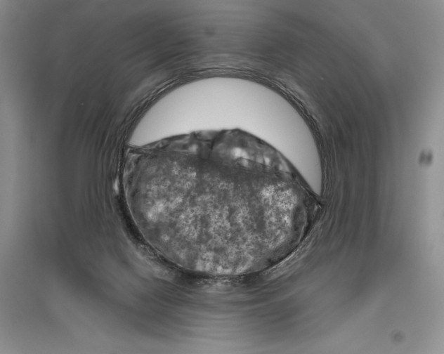 X0000096440074200802211220