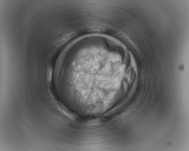 X0000096440076200802211220