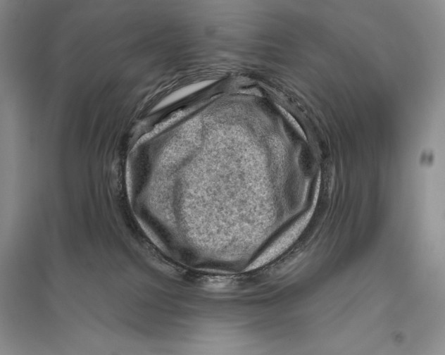 X0000096440088200802211221