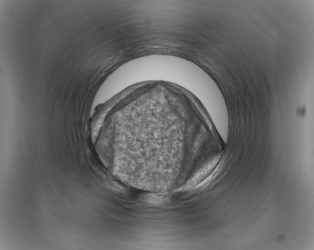 X0000096440094200802211221