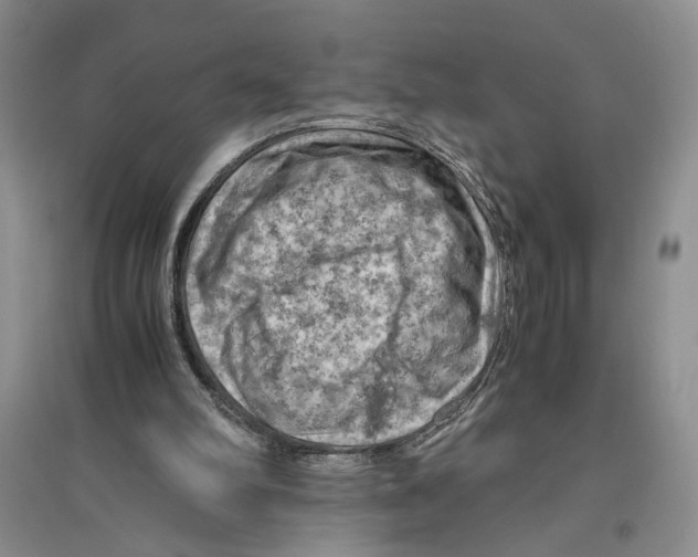 X0000096440102200802211220