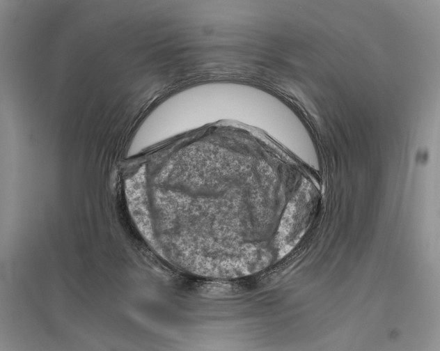 X0000096440123200802211220