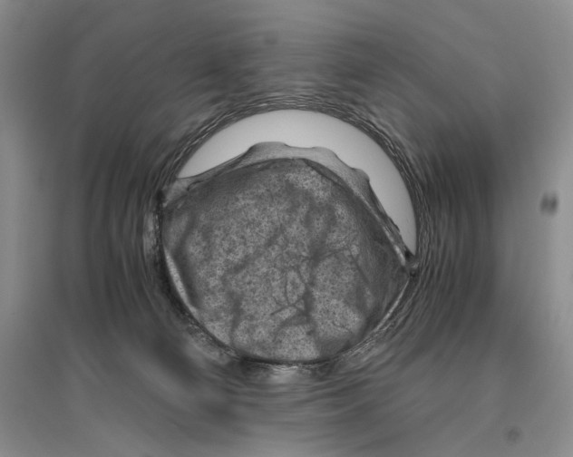 X0000096440130200802211219