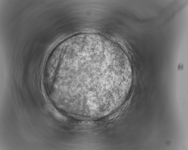 X0000096440145200802211219