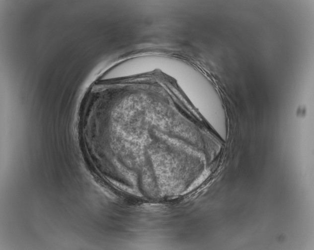 X0000096440150200802211219