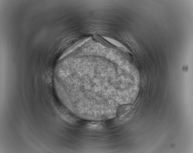 X0000096440175200802211219