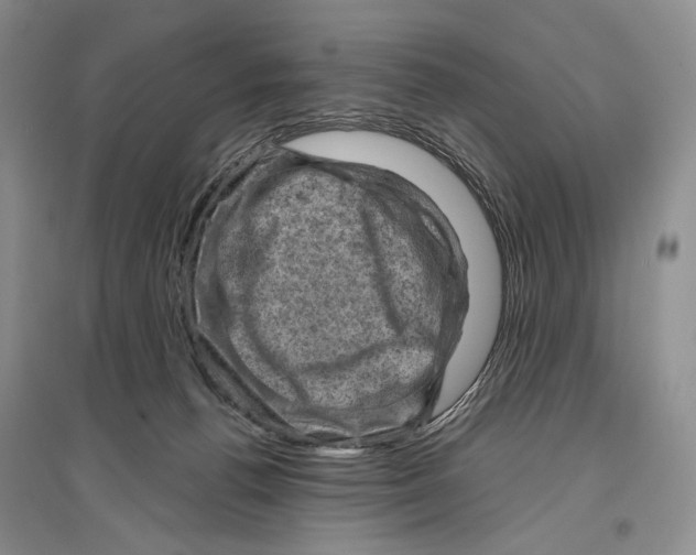 X0000096440176200802211219