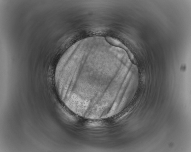 X0000096440181200802211219