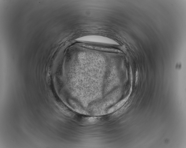 X0000096440184200802211219