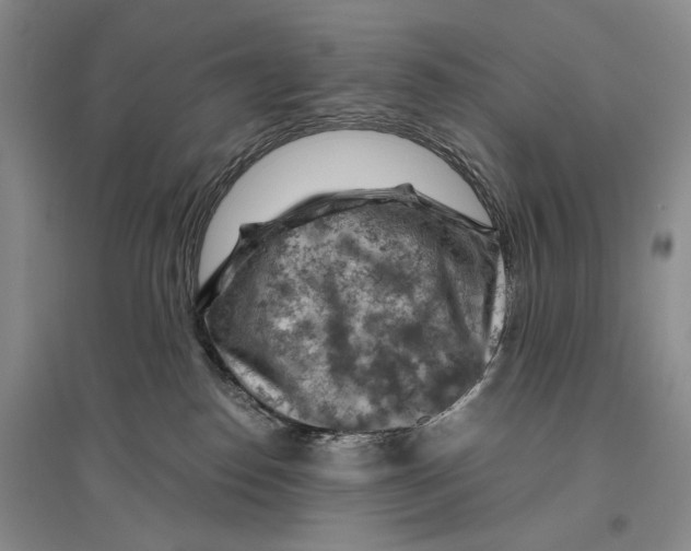 X0000096440186200802211219