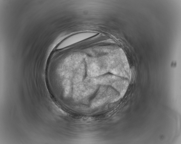 X0000096440195200802211218