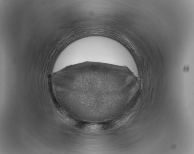 X0000096440217200802211218