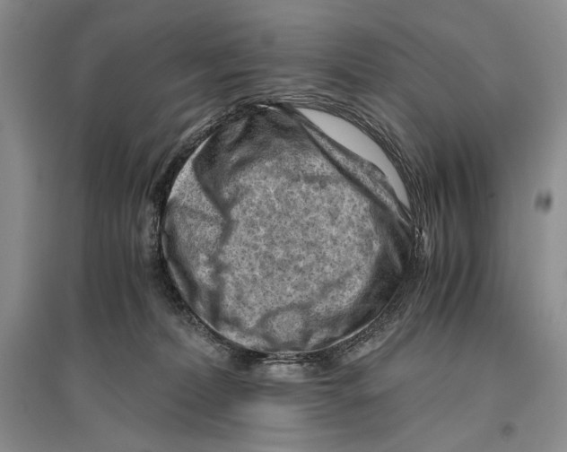 X0000096440228200802211218