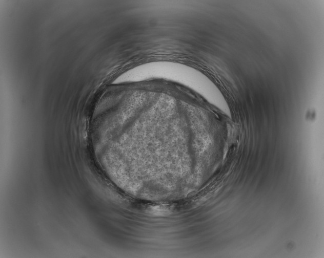 X0000096440232200802211218