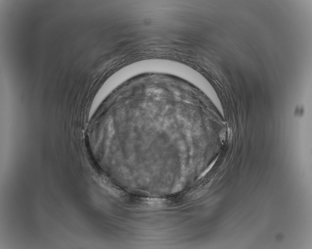 X0000096440233200802211218