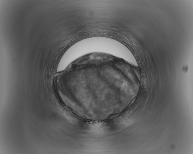 X0000096440235200802211218