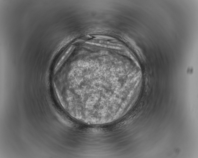 X0000096440250200802211217