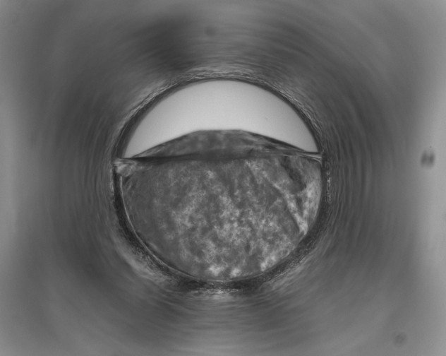 X0000096440254200802211217