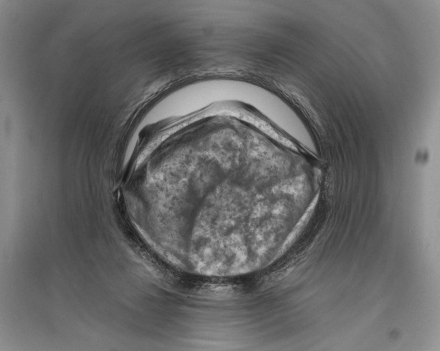 X0000096440260200802211217