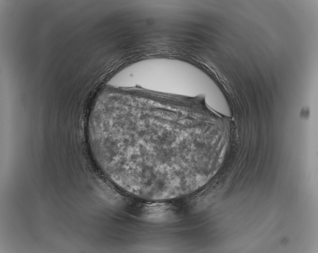 X0000096440269200802211218