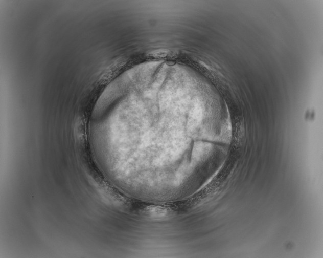 X0000096440272200802211218