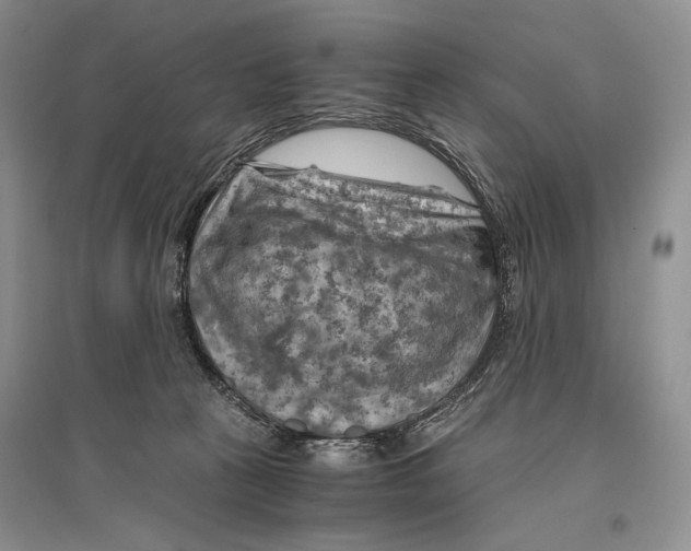 X0000096440273200802211218