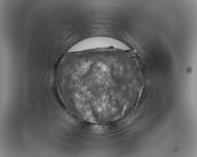 X0000096440277200802211218