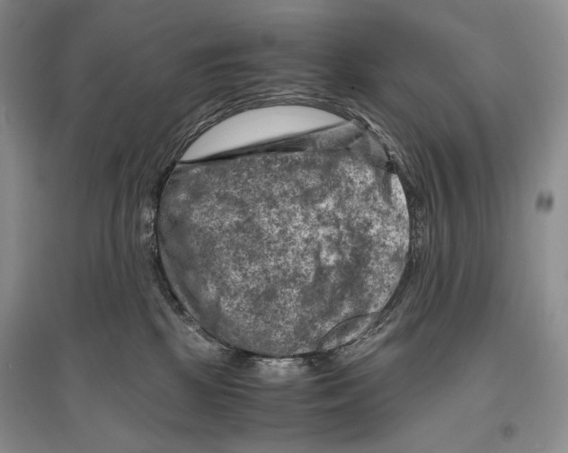 X0000096440281200802211218