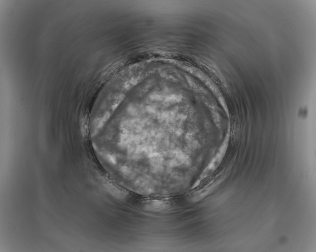 X0000096440285200802211218