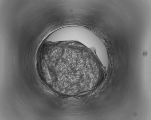 X0000096440290200802211217