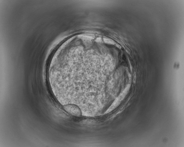 X0000096440294200802211217