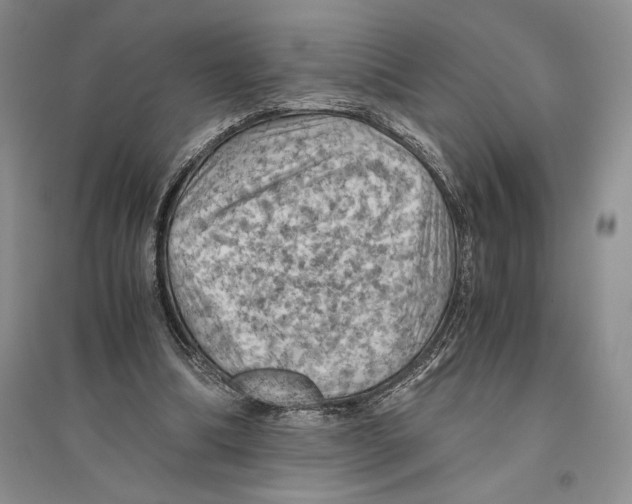 X0000096440298200802211217