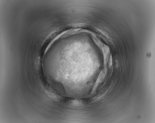 X0000096440308200802211217