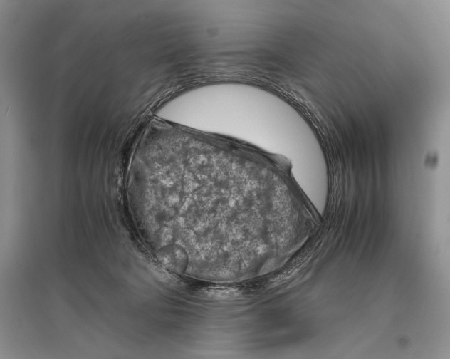 X0000096440322200802211217