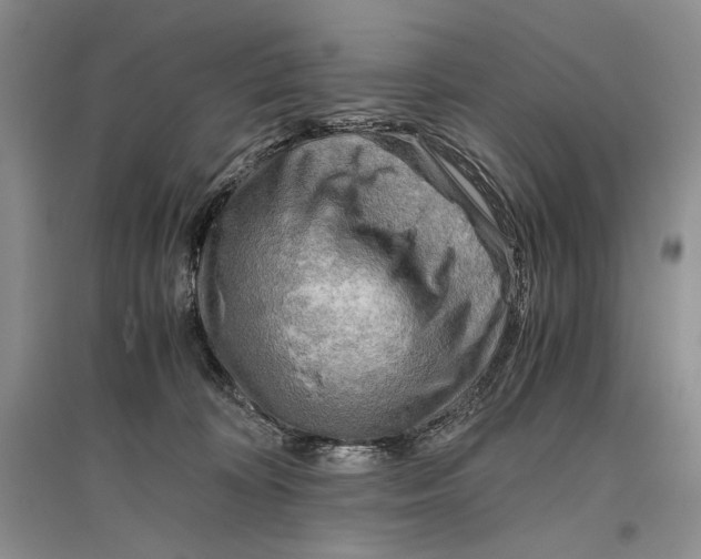 X0000096440324200802211217