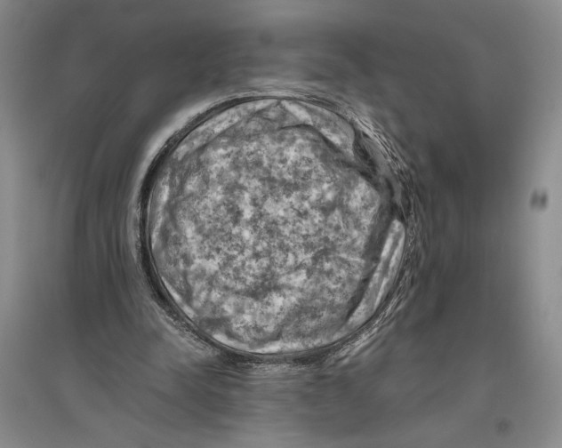 X0000096440342200802211216