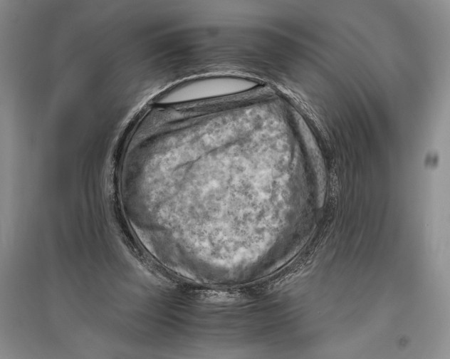 X0000096440347200802211216