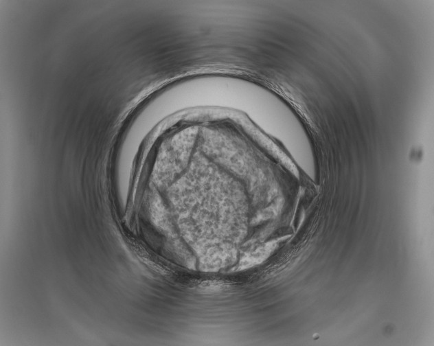 X0000096440348200802211216