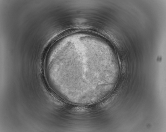 X0000096440351200802211216