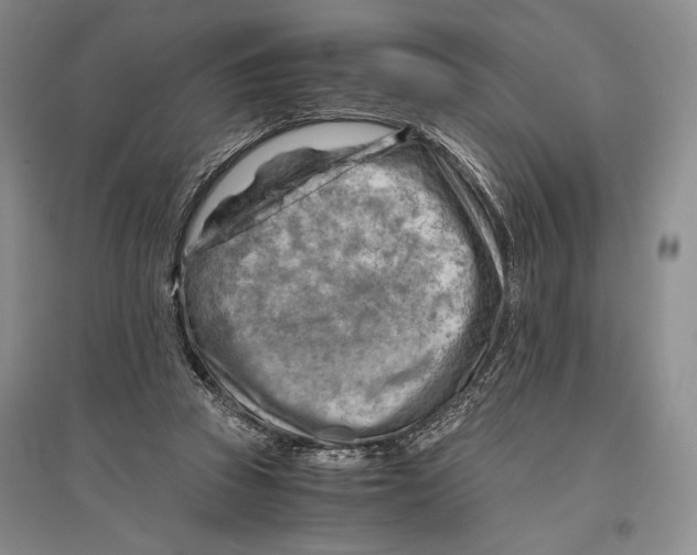 X0000096440353200802211216