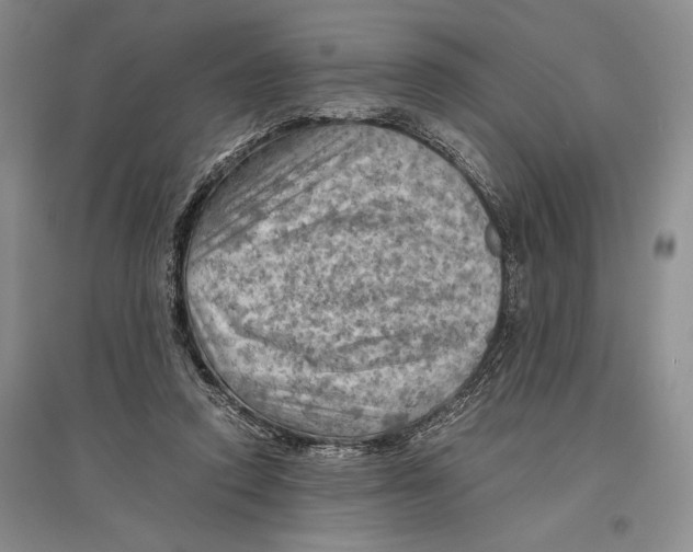 X0000096440354200802211216