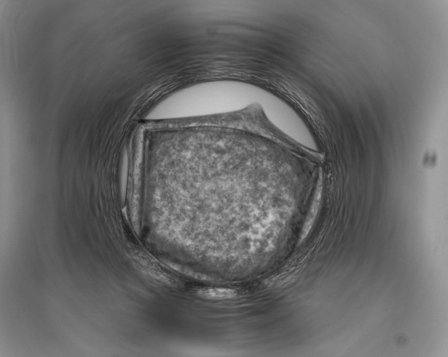 X0000096440361200802211216