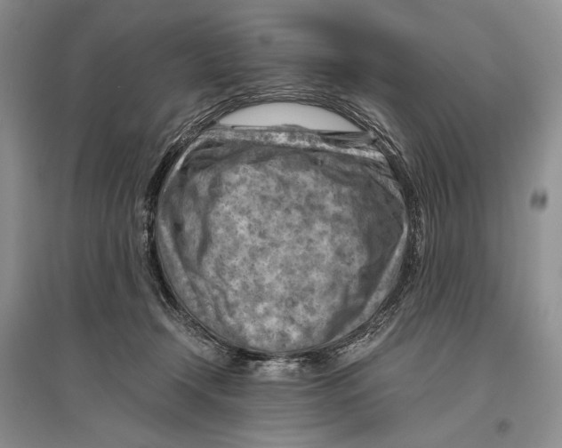 X0000096440366200802211216