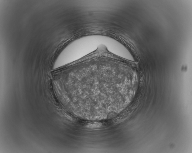 X0000096440369200802211216