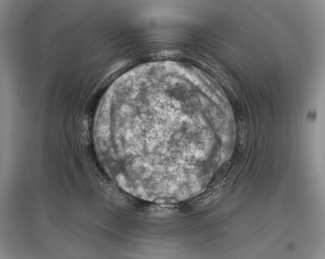 X0000096440378200802211216