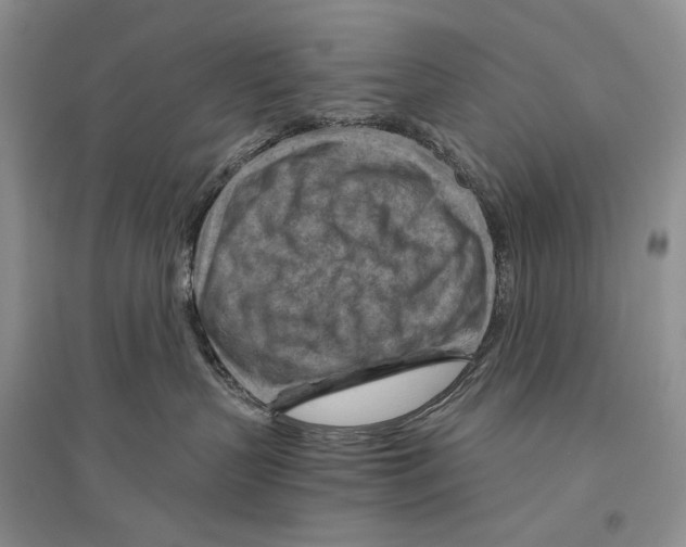 X0000096440383200802211216