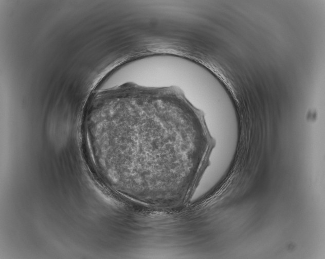 X0000096440390200802211216