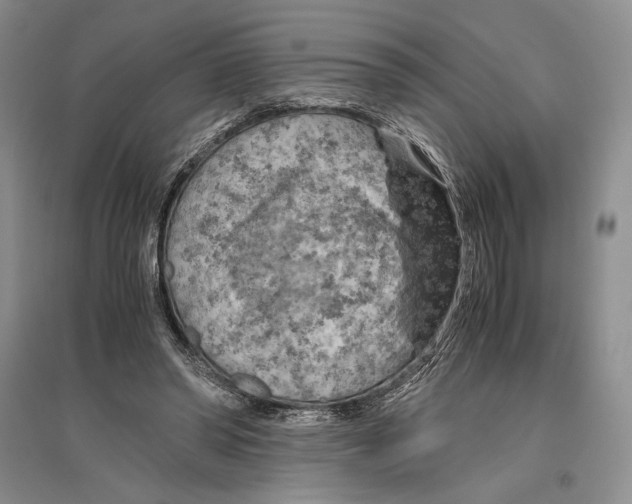 X0000096440398200802211215