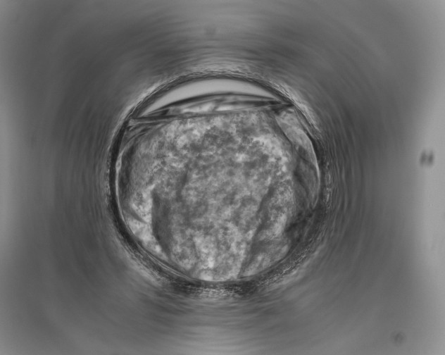 X0000096440399200802211215