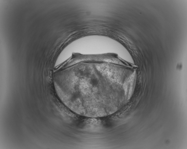 X0000096440421200802211215